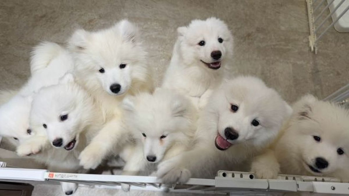 SAMOYED PARK Fukuoka Tenjin store - Restaurant Guide