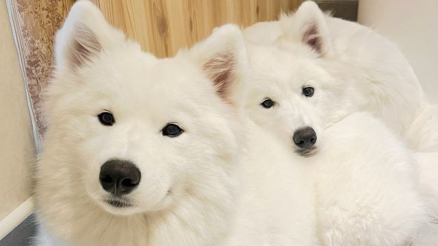 Samoyed Cafe AL Komazawapark