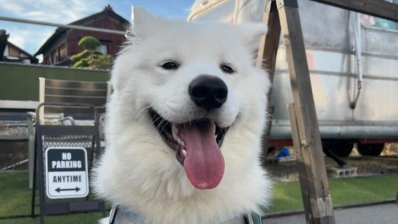 Samoyed Bichon cafe Nara