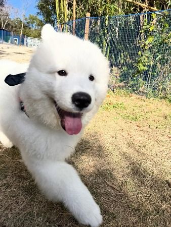 Large Dog SMILE LAND