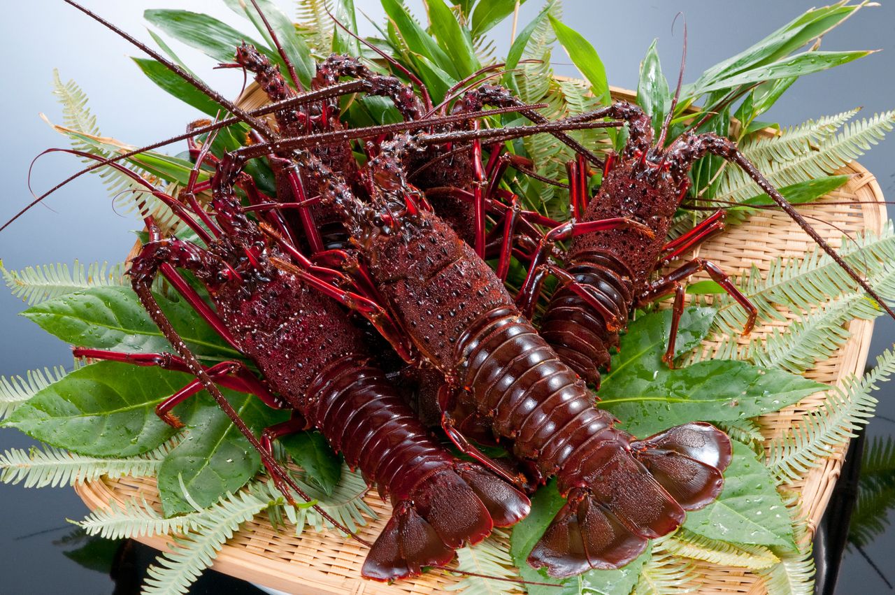Limited to 2 Persons – Basic Course plus Ise-ebi Spiny Lobster - A wonderful opportunity to taste Shima Cuisine!