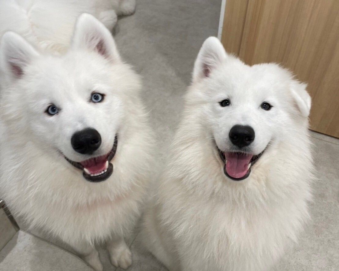 Weekends and Holidays: Regular ticket (50 minutes)