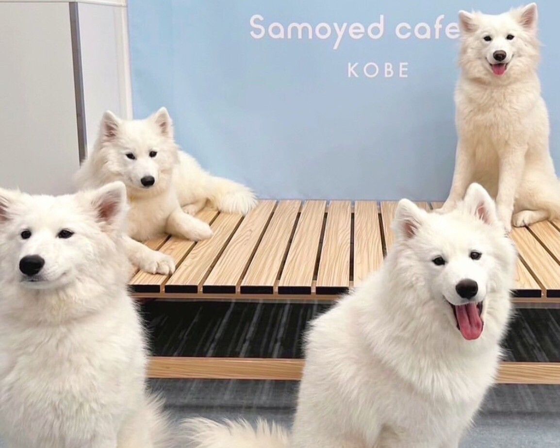 ≪토일요일 공휴일≫ 통상 티켓(50분)