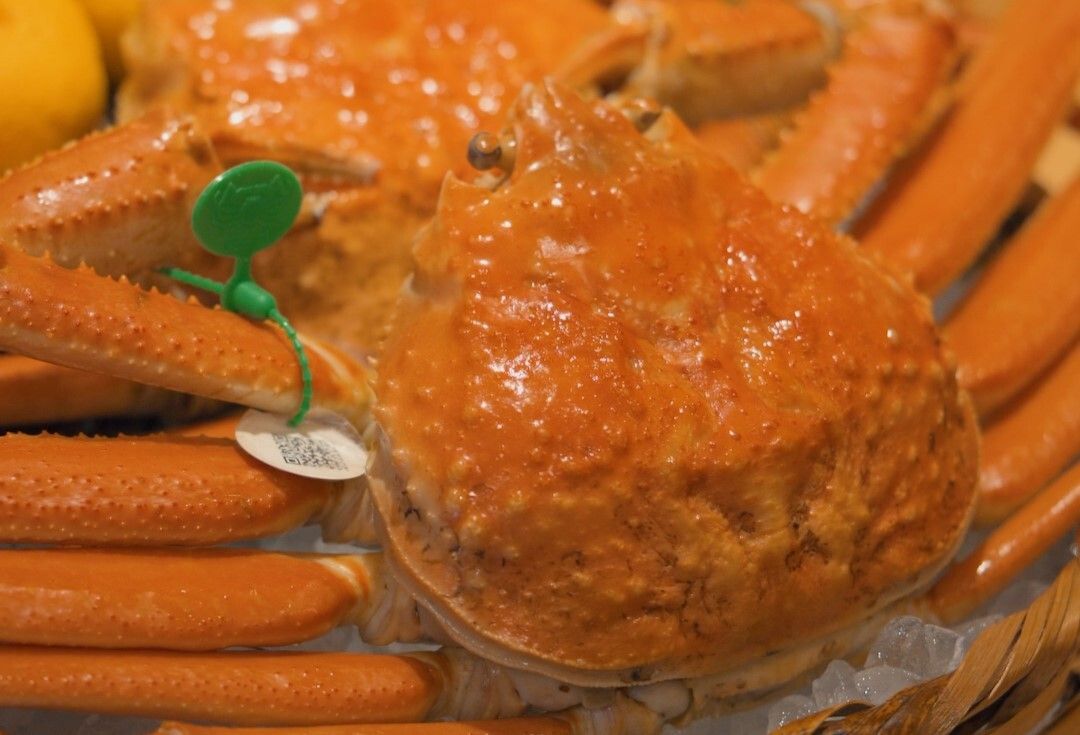 【松葉蟹をメインに使ったコース】11月半ばから3月半ば