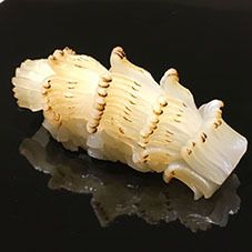 Lunch Sushi Omakase (12 pieces of sushi/red soup stock)