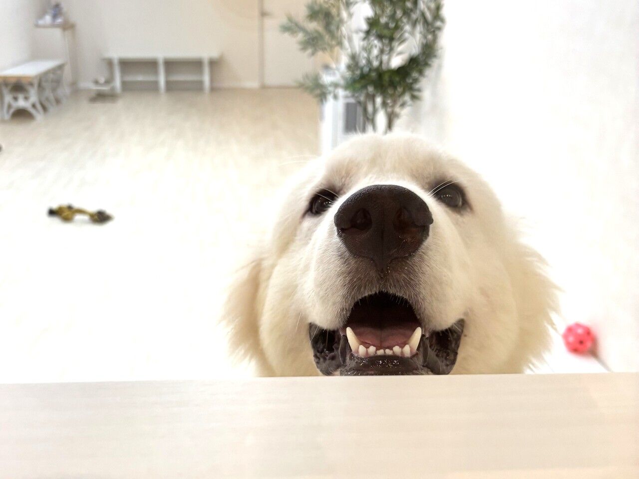 【土】ひともふコース（60分）