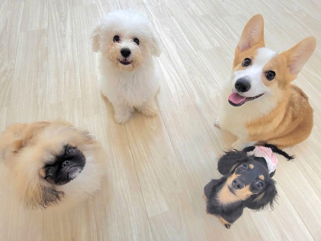 [Weekdays] Mofu-mamire Private Course (60 minutes)