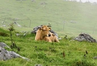 土佐あかうし『なつちよ号』のコース  12/3~26日迄