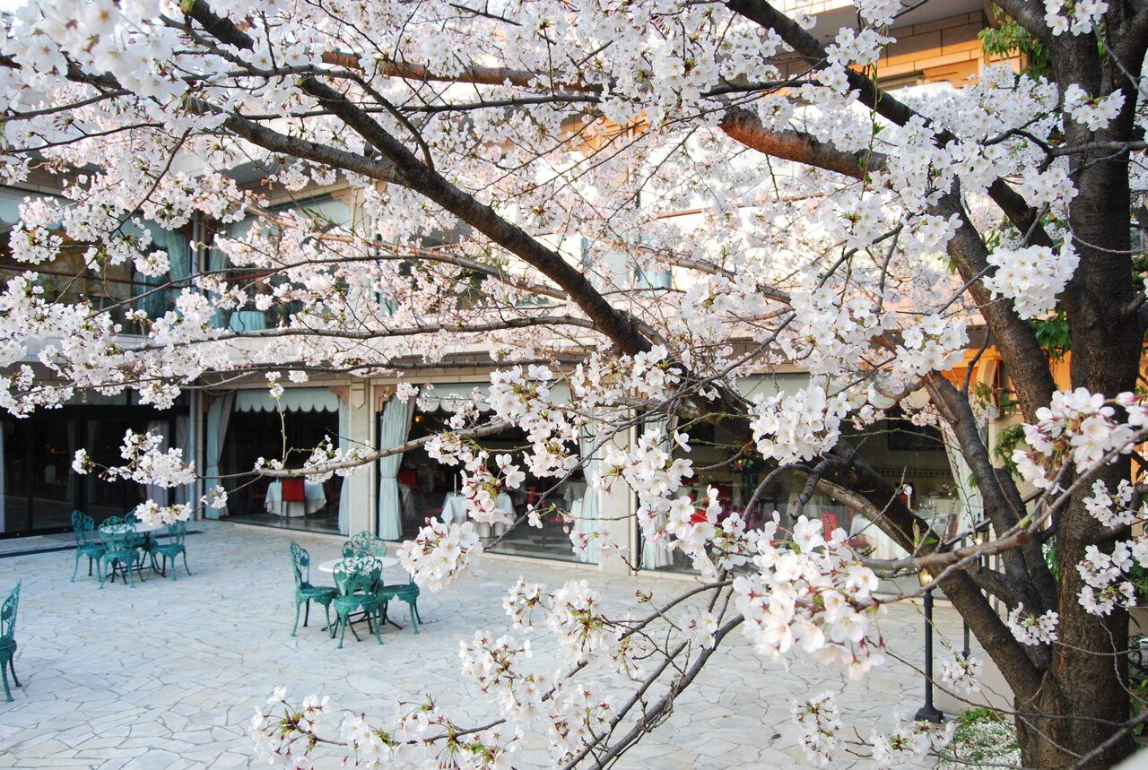 フレンチ【ランチ】桜コース（ロゼシャンパン付き）