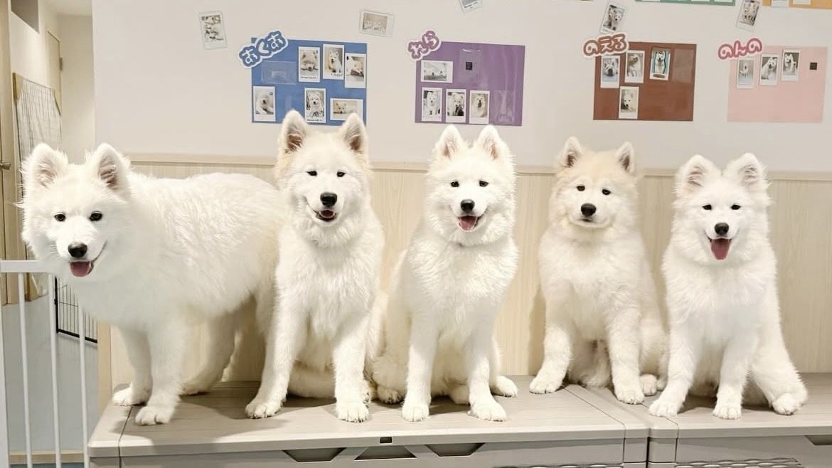 From April 1st onwards: Weekends and public holidays - Regular ticket (50 minutes)