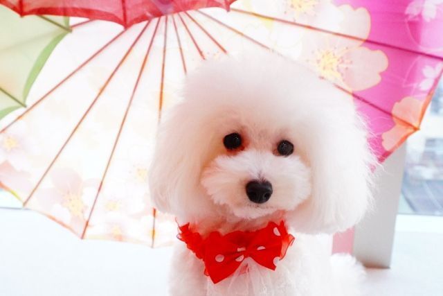 Micro Tea Cup Cafe Asakusa