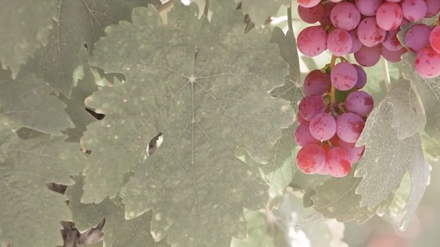 komorebino natural wine bar