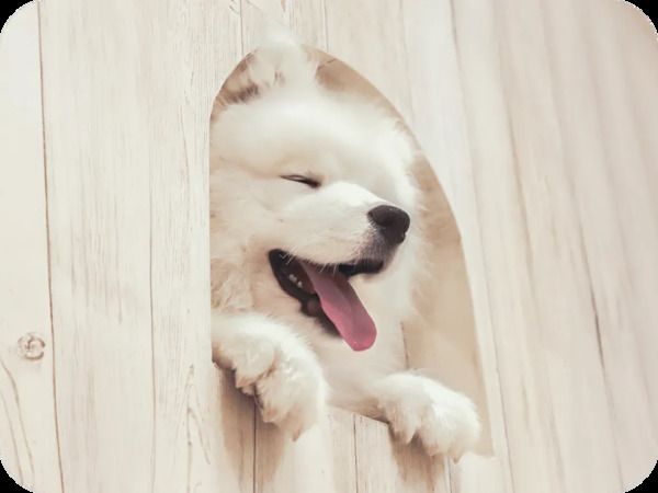 Samoyed Cafe Moffu Shinsaibashi