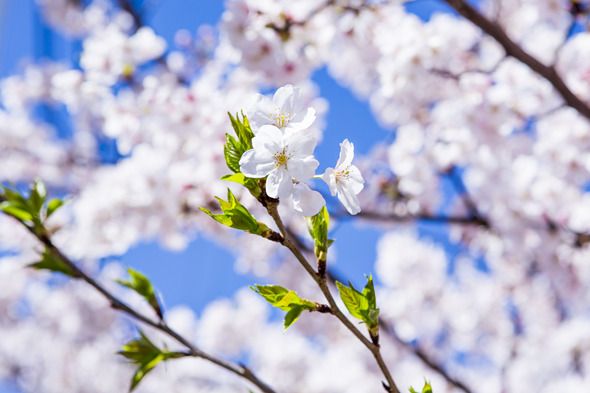 3月23日(月)～4月11日(土）春の特別ディナーコース 　