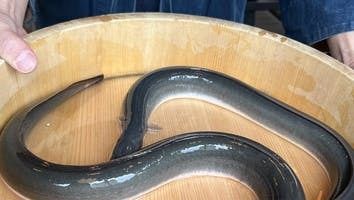 Freshly-sliced eel set (with Shirayaki), made with Hazakake rice [Barrel-style] Mini Kaiseki course tailored