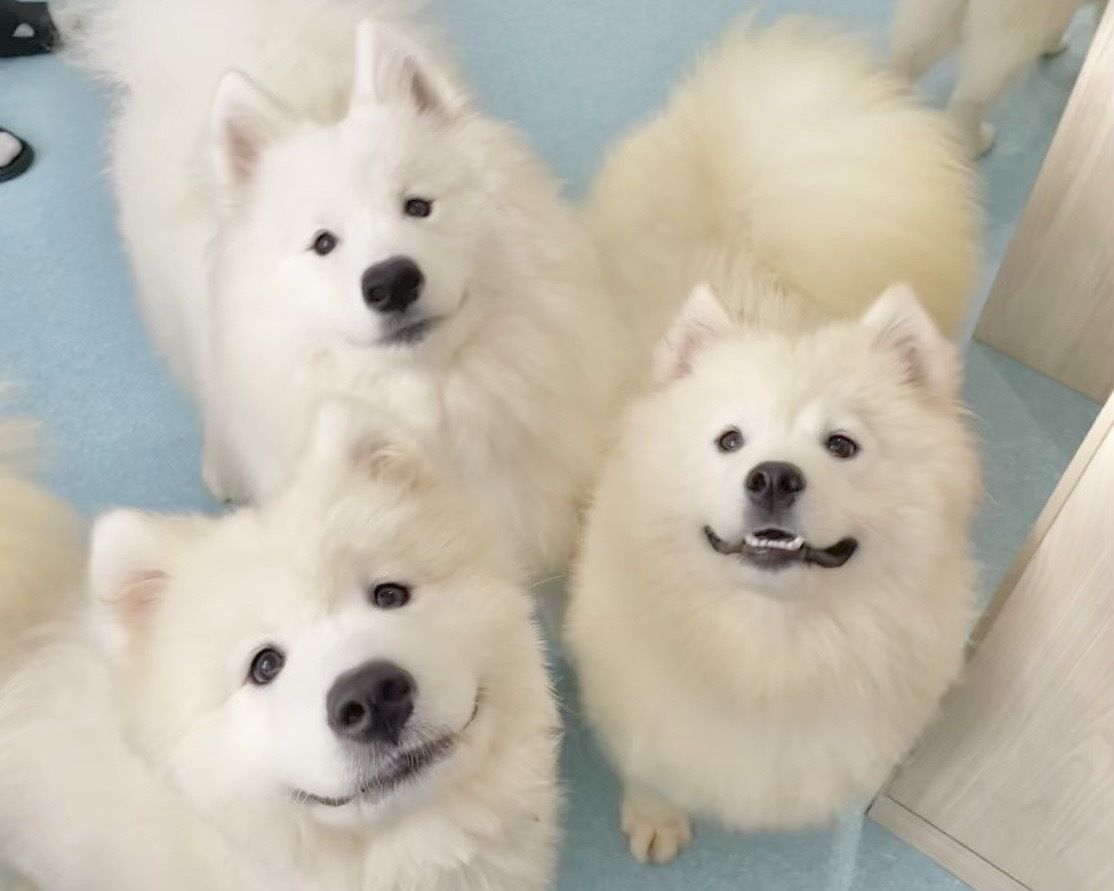 Weekends and Holidays: Regular ticket (50 minutes)