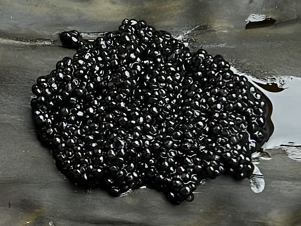 季節のコース（仕入れにによる10〜12品＋薪焼キャビア付）