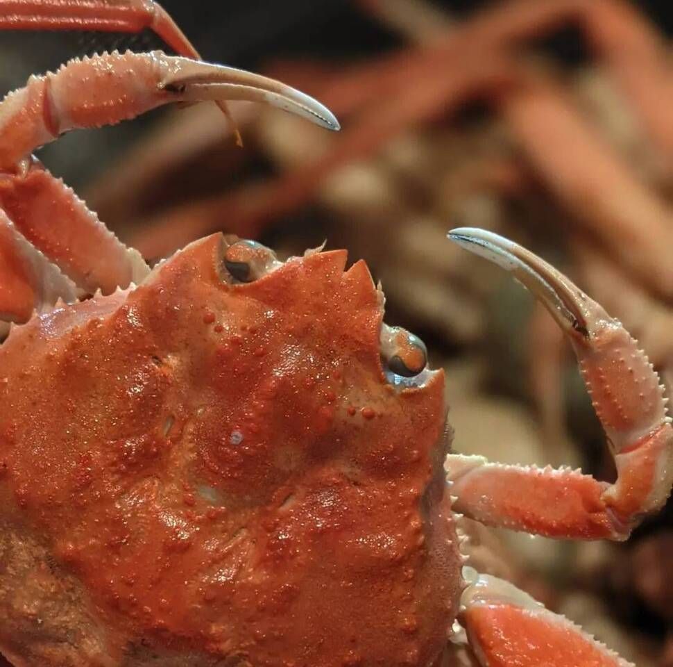 Omakase ”Koubako Crab" Course (Nov 13 – Dec 29)