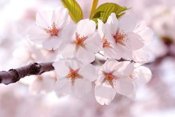 【早割】ランチ目黒川”桜”コース＋乾杯ドリンク付き