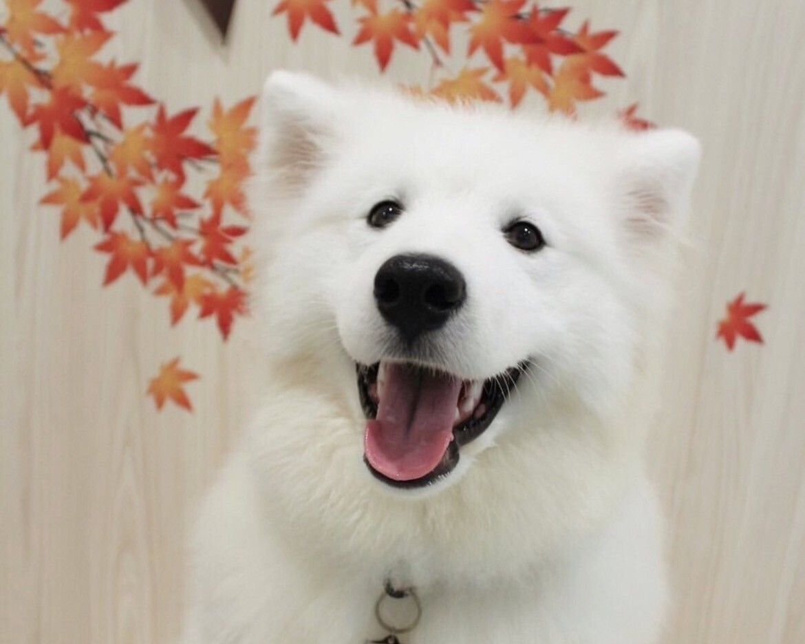 4/1～≪土日祝≫通常チケット (50分)