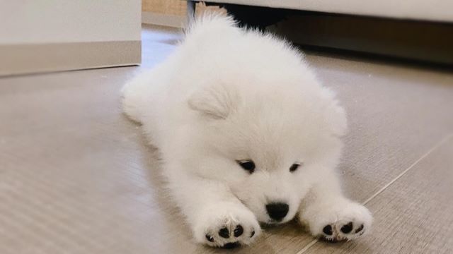 Samoyed Cafe Al KYOTO KAWARAMACHI