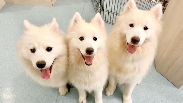 Samoyed Cafe Al Osaka Kitahorie