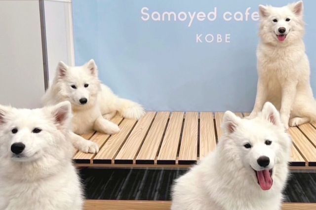 Samoyed Cafe Al Kobe
