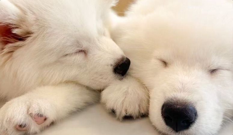 FUFU Samoyed Cafe Kichijoji