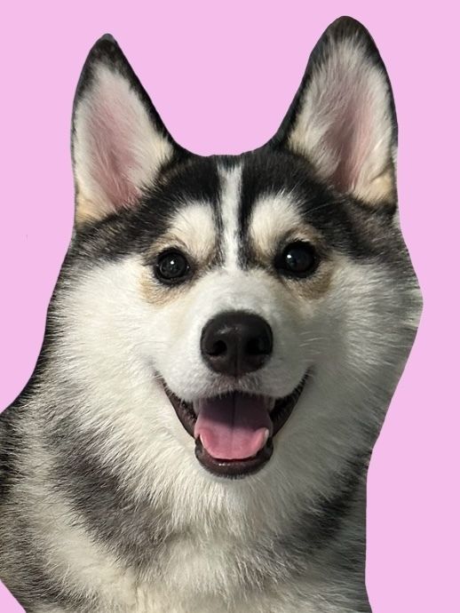 ≪Sabado, Linggo, at Piyesta Opisyal≫ Regular na tiket (50 minuto)