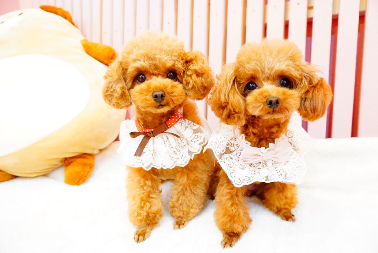 Very satisfying ★ Polaroid photos and merchandise included! 1 hour full course