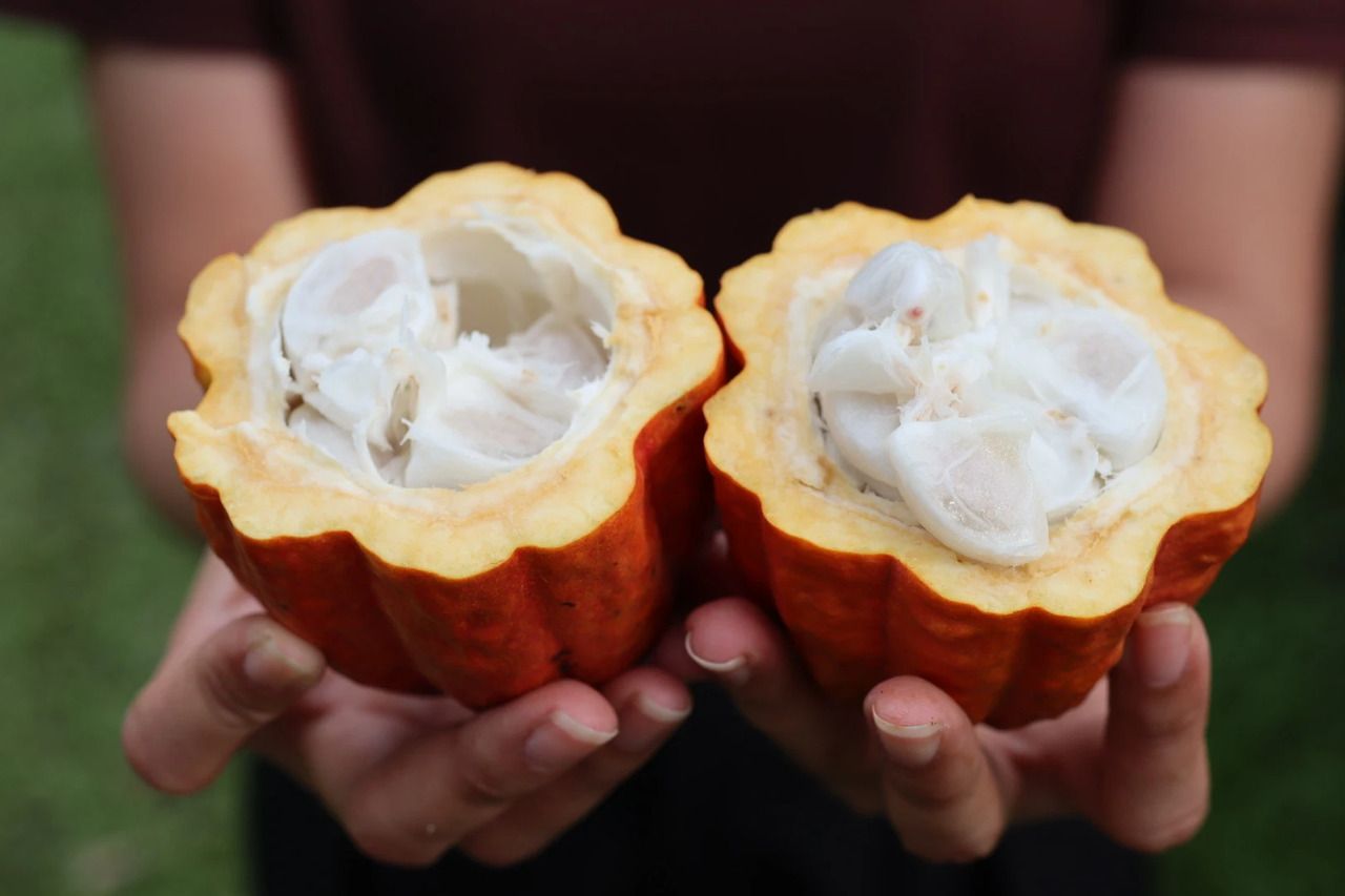 Cacao Journey Course