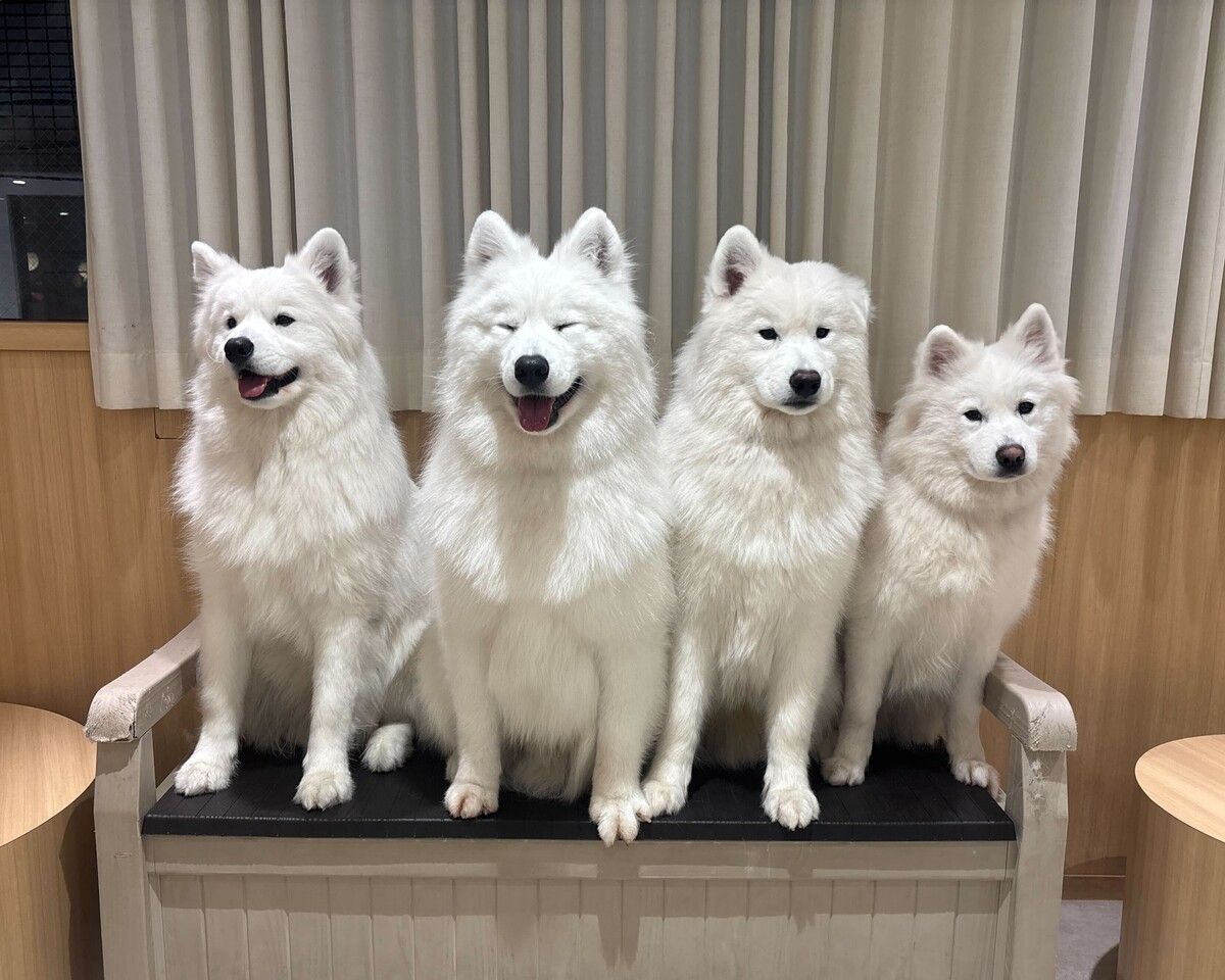 【18時枠限定】4兄弟バースデーイベント