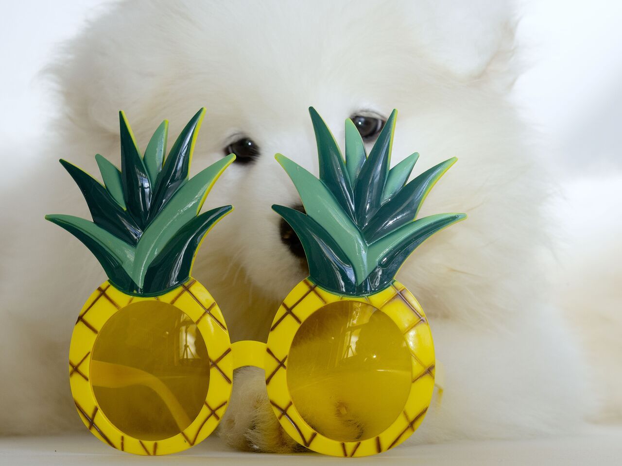 Seats only (Okinawa Prefecture residents discount)