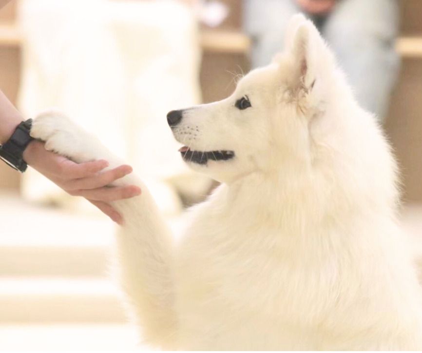 <オプション>【プレミアムセット】抱っこ撮影・はらぺこボックス(おやつ)・チェキ