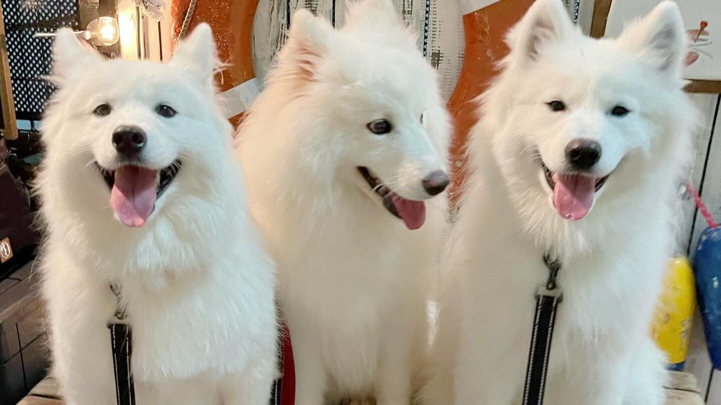 Samoyed Cafe moffu Takeshita Street