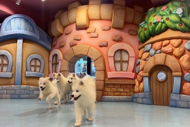 Samoyed Cafe Al/Bichon Cafe Pom Kamakura