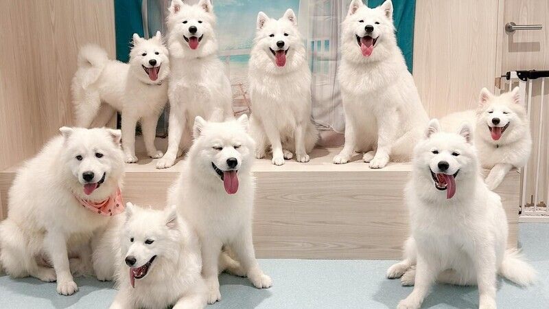 Samoyed Cafe AL Sapporo