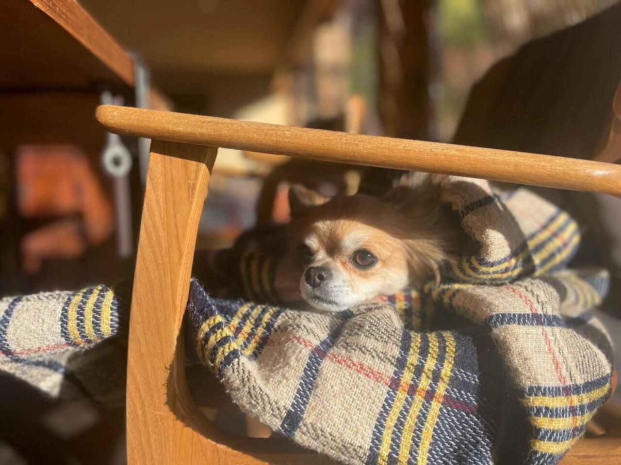 pet-friendly＜愛犬ご同伴＞