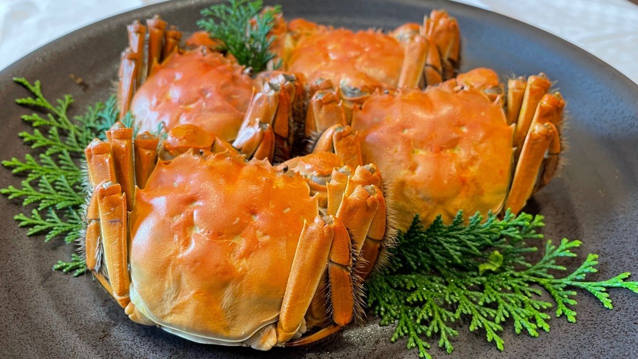 【上海蟹】　古 筝 GUZHENG