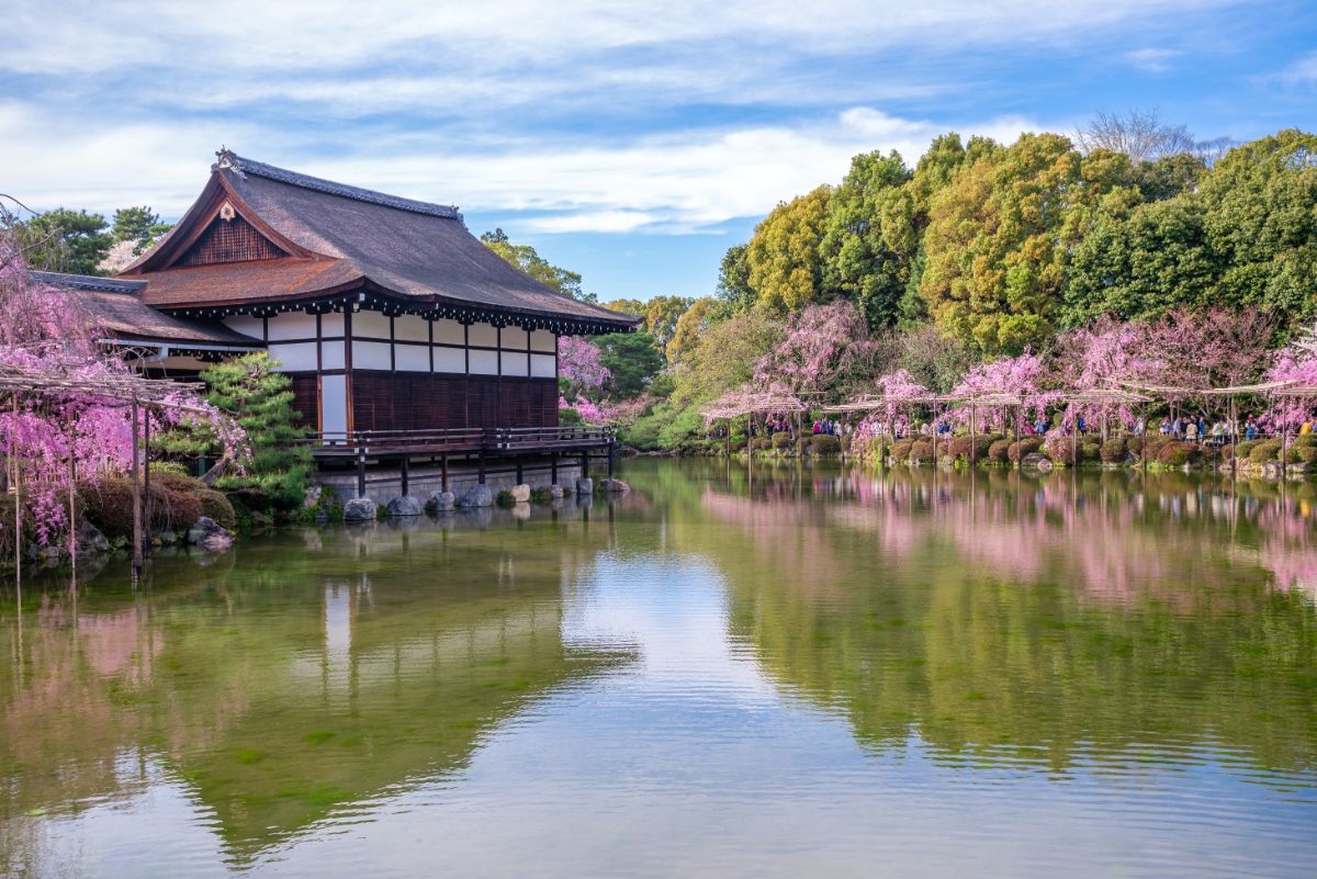 [Enjoy the taste of spring and cherry blossoms] Cherry blossom viewing lunch plan with Heian Shrine Garden ticket