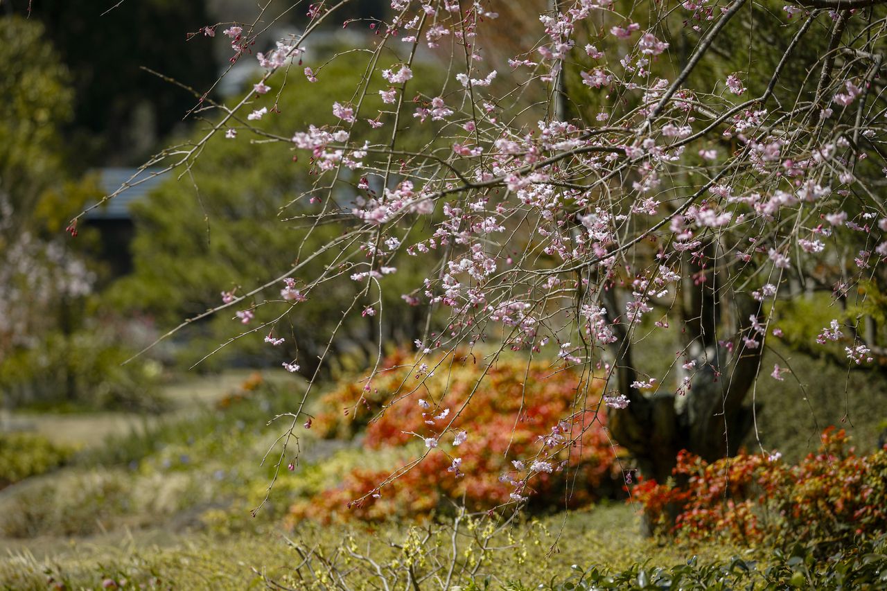 【ディナー】SPRING COURSE ¥12,000