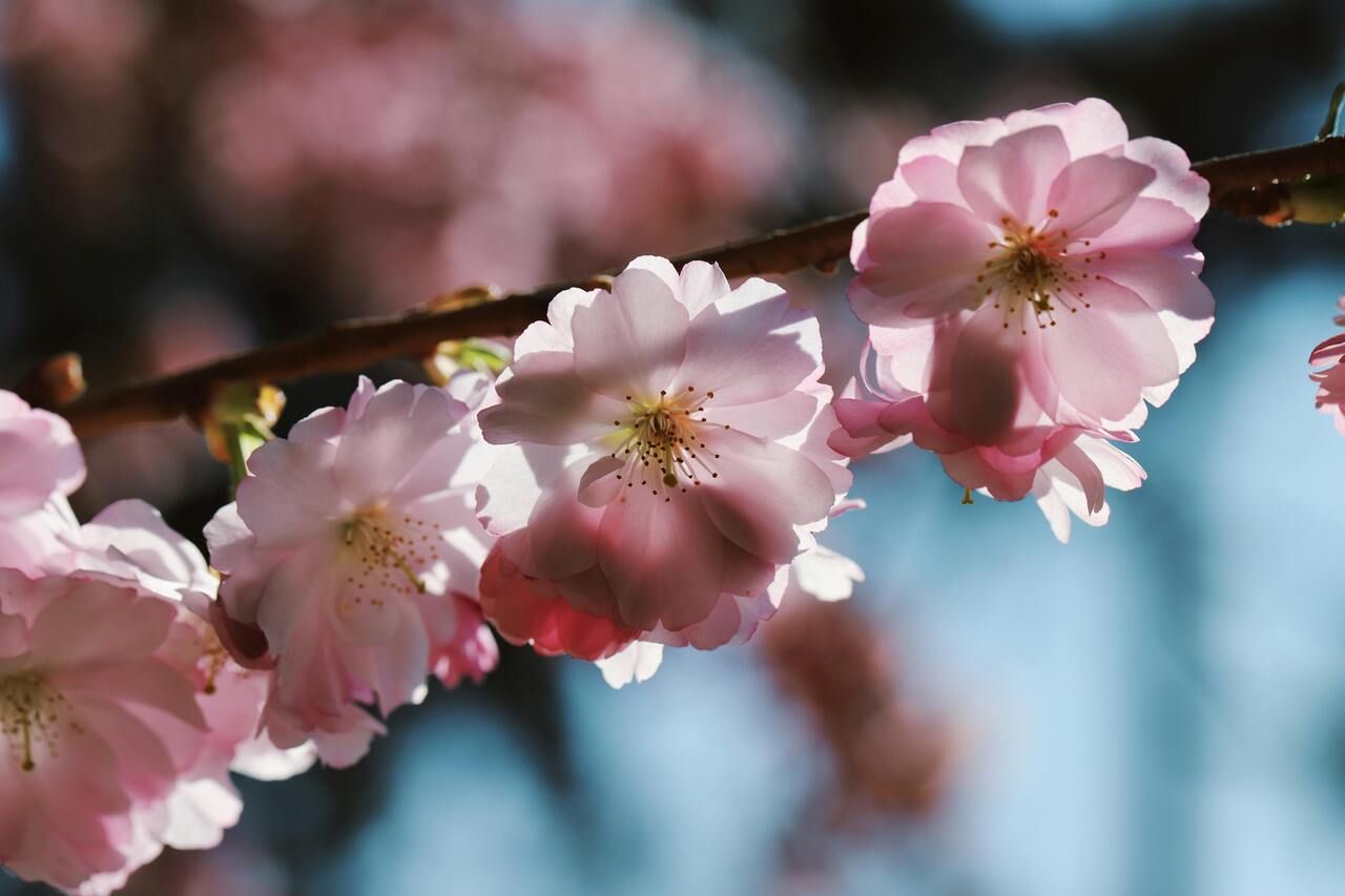 Spring 4 course menu