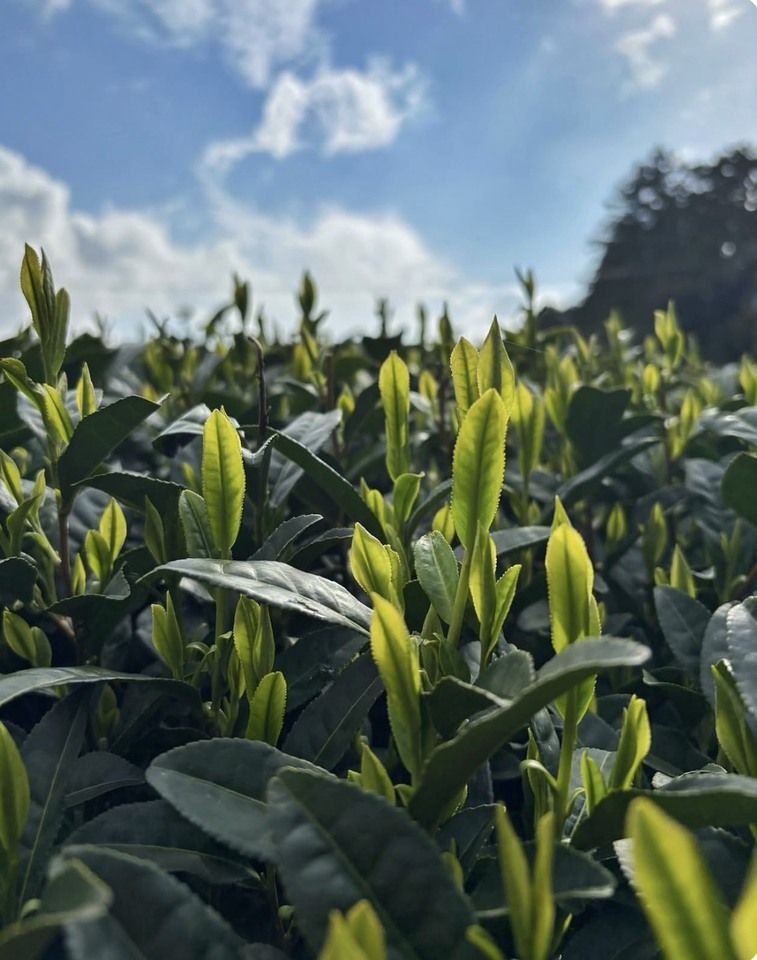 Tea Learning and Tasting Event　～Shincha(New Tea)～