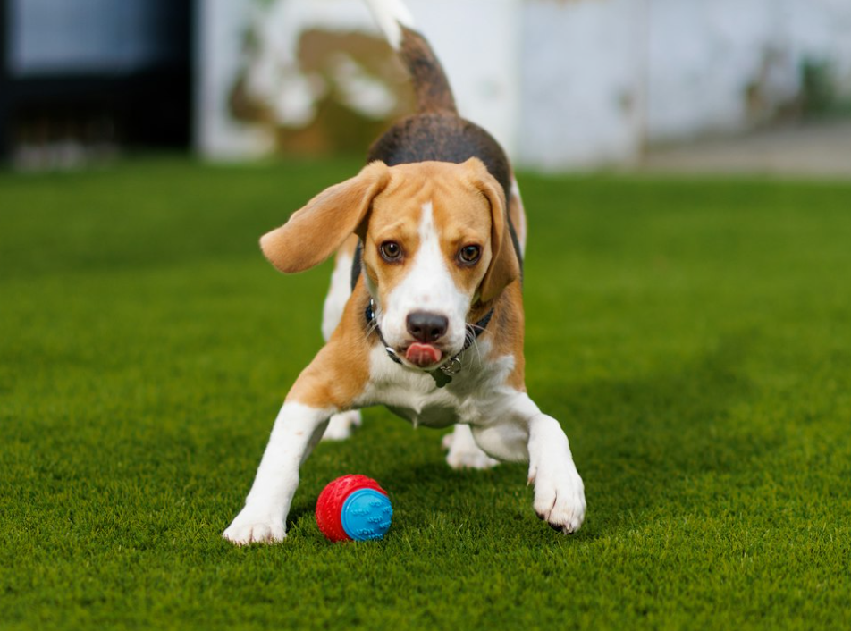 BEAGLE CAFE RAPPY - Restaurant Guide - TableCheck
