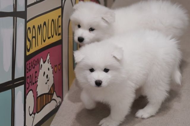 Cho! Samoyed Tsutenkaku store - Restaurant Guide - TableCheck