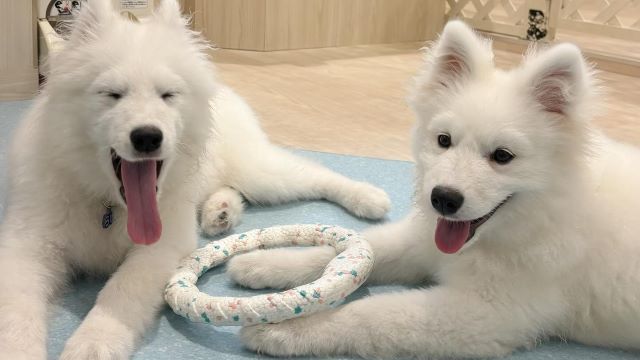 Samoyed Cafe Al Asakusa - Restaurant Guide - TableCheck