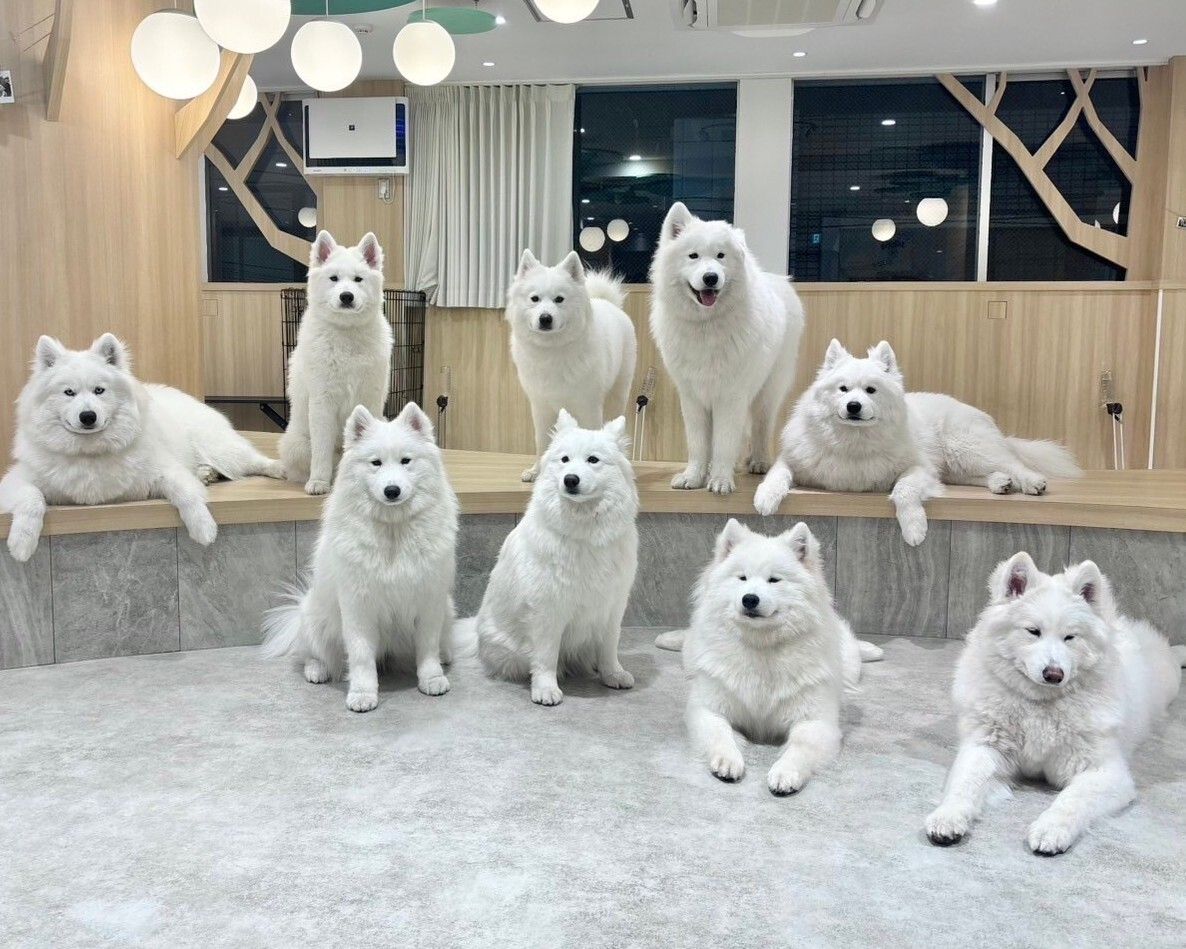 Samoyed Cafe Al Yokohama Chinatown ten - Guida ai Ristoranti