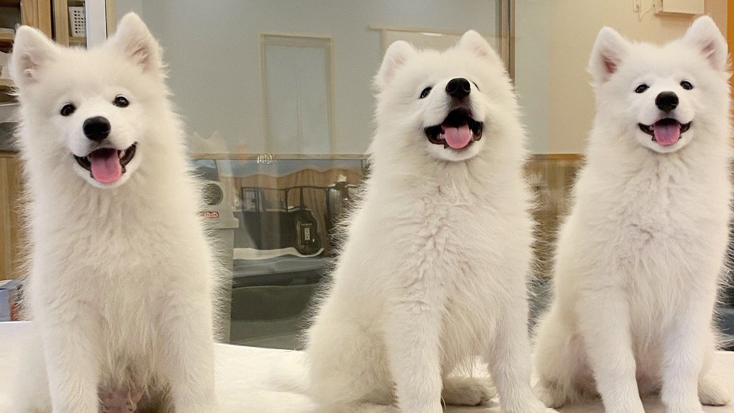 fb03b170.jpg?1729666655