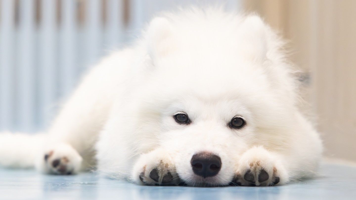 a82c4d2c.jpg?1729667729