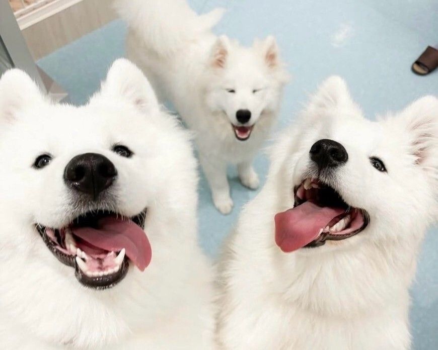 サモエド Samoyed Cafe Al Shibaura - Restaurant Guide - TableCheck